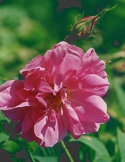 &Ouml;lrose